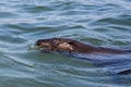 One eared seal otariidae swimming in blue water