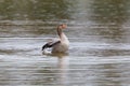 One gray goose anser anser in water, rain