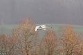 One mute swan cygnus olor in flight, leafless trees