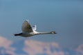 One mute swans cygnus olor in flight, snowy mountains, blue sk