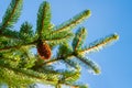 One natural pine cone growing branches on sunny weather. Focus foreground