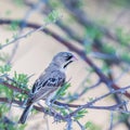 One scaly weaver sporopipes squamifrons sitting on branch Royalty Free Stock Photo