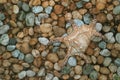 One natural seashell on pebble stone ground