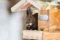 One natural squirrel burglarizing the bird house