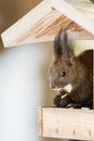 One squirrel stealing and eating seeds in the bird house