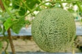 One Nearly Ripe Muskmelon Fruit on in Trees in the Greenhouse