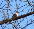 Beautiful wild bird on tree branch , Lithuania Royalty Free Stock Photo