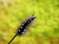 Beautiful black hairy worm on grass , Lithuania