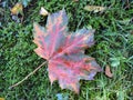 Beautiful different colors maple leaf, Lithuania Royalty Free Stock Photo