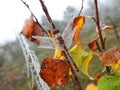 Beautiful dragonfly and spider net with morning dew , Lithuania Royalty Free Stock Photo