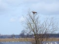 Beautiful eagle bird on tree branch, Lithuania Royalty Free Stock Photo