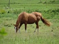 One nice female horse who is grazing with her tail in the wind Royalty Free Stock Photo