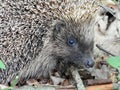 One beautiful hedgehog in forest, Lithuania Royalty Free Stock Photo