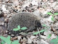 One beautiful hedgehog in forest, Lithuania Royalty Free Stock Photo