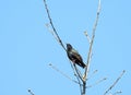 Beautiful starling bird on tree branch, Lithuania Royalty Free Stock Photo