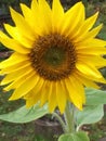 One nice sunflower plant