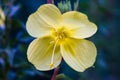 One night yellow flower macro. Four petal