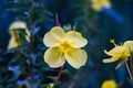 One night yellow flower macro. Four petal