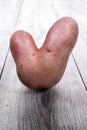 One non-standard ugly V-shaped fresh raw potato standing on grey wooden background. Close-up, vertical orientation