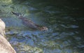 River Otter Swimming Royalty Free Stock Photo