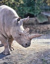 Northern White rhinoceros, Ceratotherium simum cottoni, today only the last two rhinos