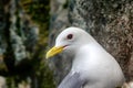 portrait of Seagull - Kittiwake Royalty Free Stock Photo