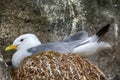 Plot rookery with nests of Kittiwakes