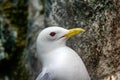 Kittiwakes - portrait of Seagull Royalty Free Stock Photo