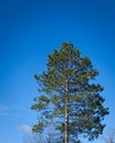 One Norway Pine tree, Pinus resinosa, and cloudless blue sky, copy space Royalty Free Stock Photo