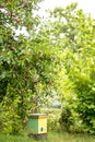 one nucleus hive in garden on green grass. Beekeeping and queenbee-breeding for artificial insemination. Royalty Free Stock Photo