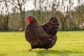 Adult Wyandotte hen seen running in a large, private garden in spring time.