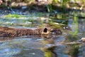 One nutria coypu myocastor coypus swimming in water