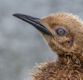 One Oakum boy portrait, year old king penguin, still with baby feathers