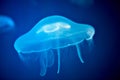 Ocean jellyfish with blue illumination in a marine aquarium. Royalty Free Stock Photo