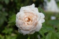 One off white rose against blurred background of green leaves Royalty Free Stock Photo