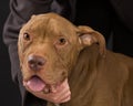 One Old Brown Pit Bull Royalty Free Stock Photo
