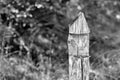 One old column of monochrome tone Royalty Free Stock Photo