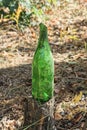 one old dirty green glass bottle stands on gray stump Royalty Free Stock Photo