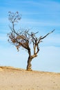 One old dried tree in yellow desert sands and blue sky, loneliness concept, desert landscape Royalty Free Stock Photo