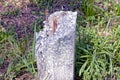 One old gray broken concrete pillar with rusty iron brown rebar Royalty Free Stock Photo