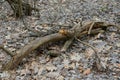 One old gray broken tree lies in dry leaves