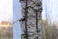 One old a gray concrete broken pillar with rusty brown reinforcement rods Royalty Free Stock Photo