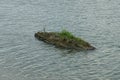 One old gray log of a lake in green grass lies in the water Royalty Free Stock Photo