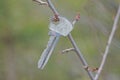 one old gray small metal door key hanging on a thin tree branch Royalty Free Stock Photo
