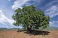 One old and strong tree against a blue sky.