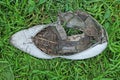 one old torn dirty white leather sandal Royalty Free Stock Photo