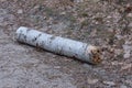 one old white fallen birch tree lies on the gray ground Royalty Free Stock Photo