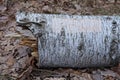 one old white fallen birch tree lies on the gray ground Royalty Free Stock Photo