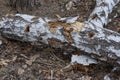 one old white fallen birch tree lies on the gray ground Royalty Free Stock Photo