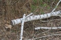 one old white fallen birch tree lies on the gray ground Royalty Free Stock Photo